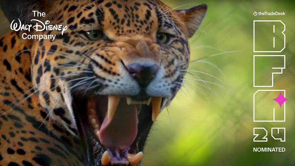 Image of a cheetah with The Walt Disney Company logo in the top left corner